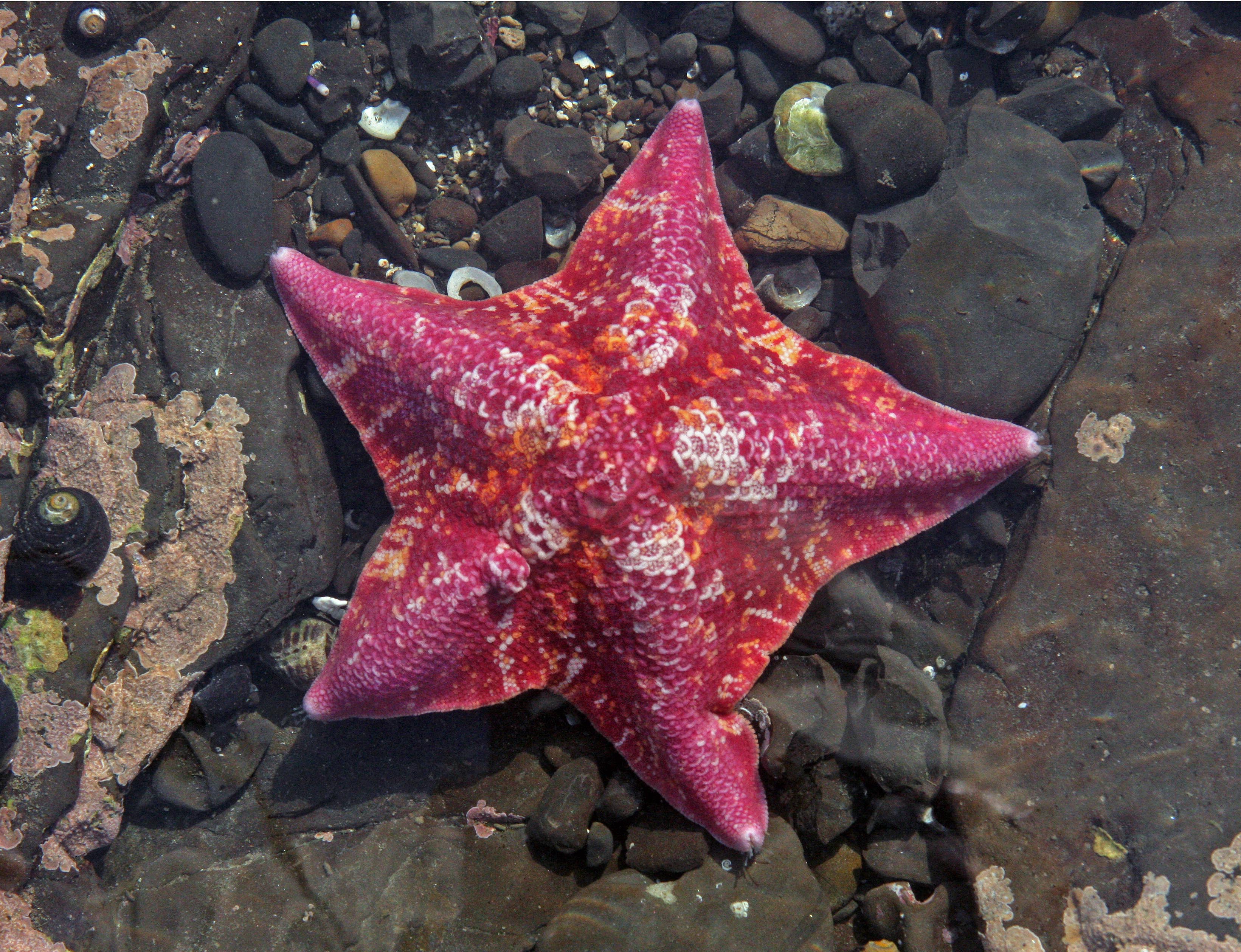 Представитель Семейства Asterinidae